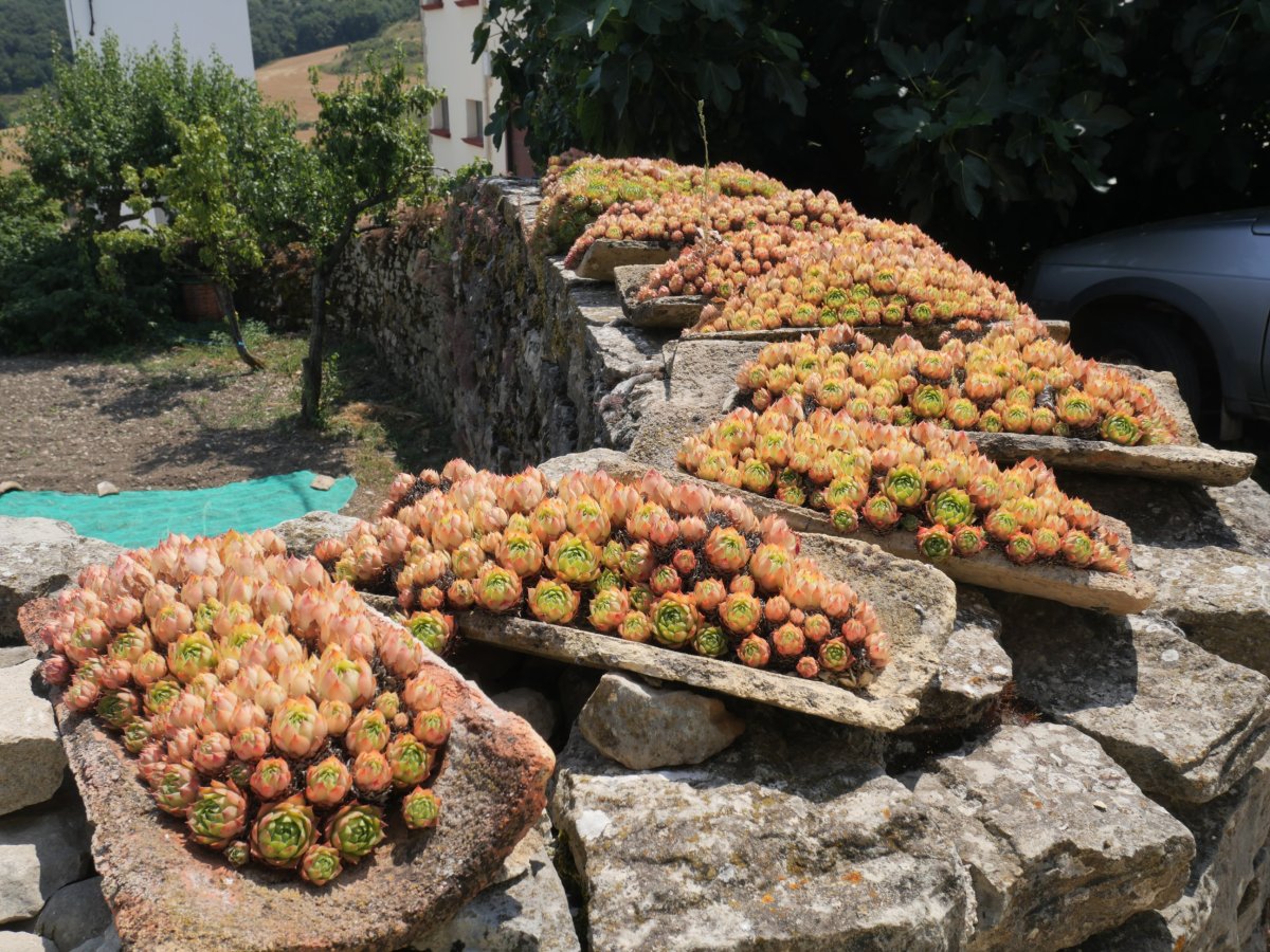 Landare gogorrak eguzkitarako, Goñi