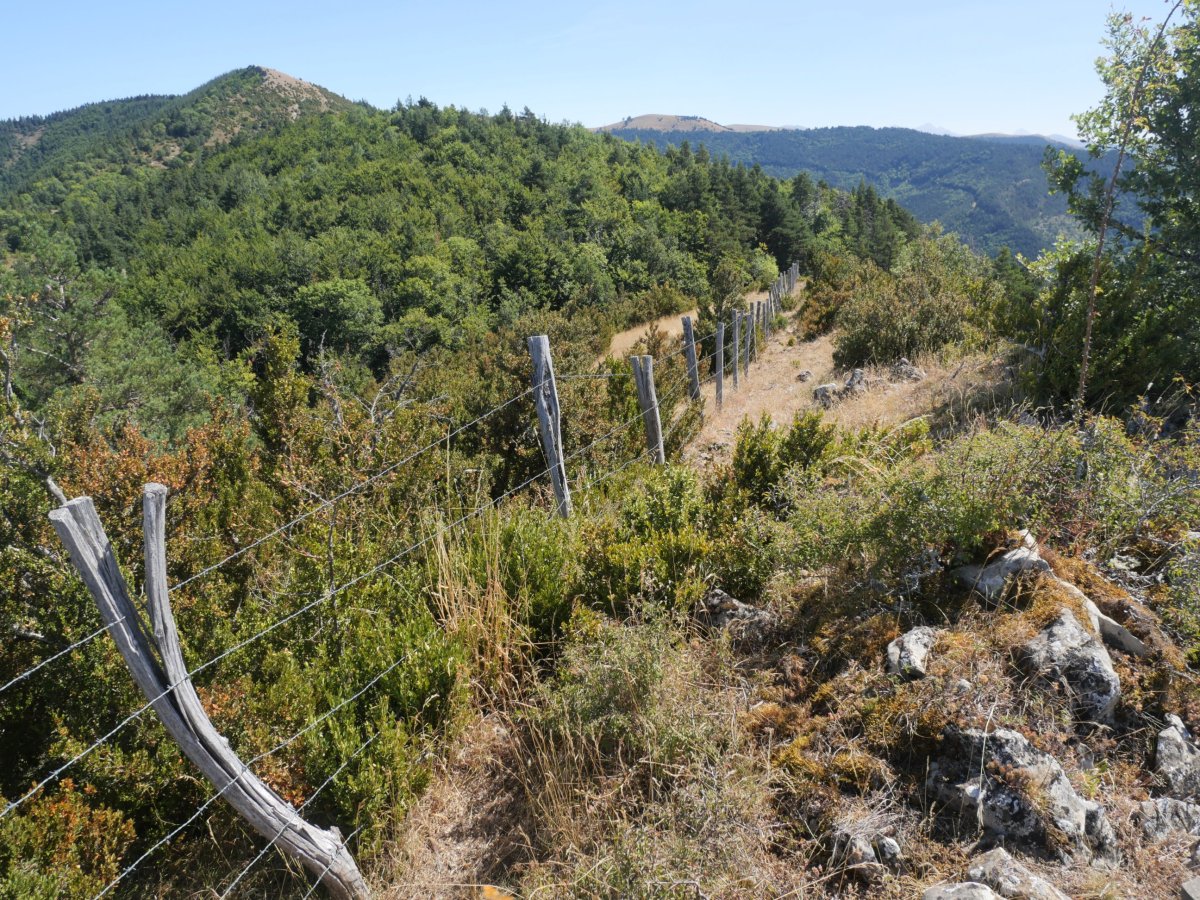 Zazola tontorra, hondoan ezker aldean Brakola ikusten da