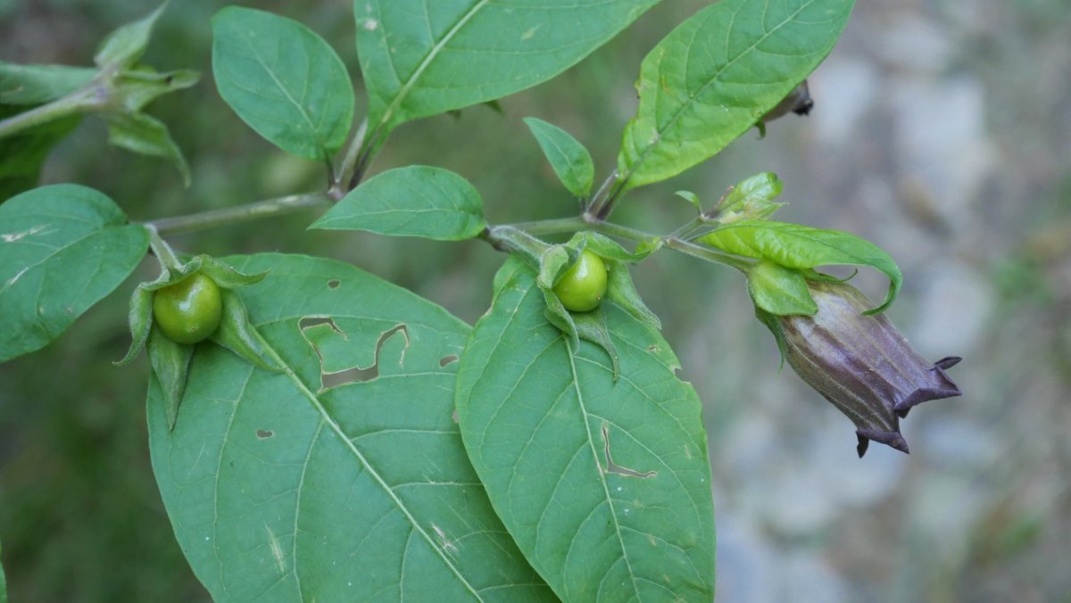 Atropa belladonna Irati aldean