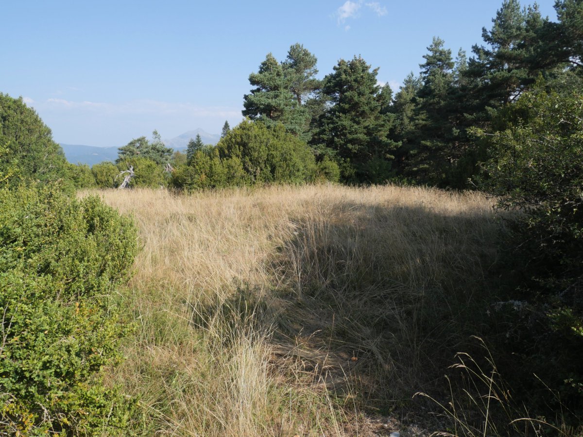 Ardibidegaina gaina abuztuaren amaieran