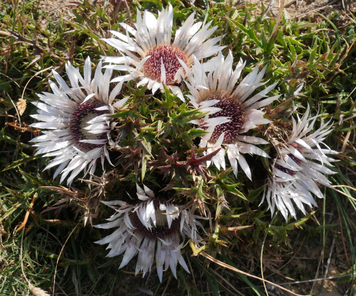Carlina acaulis simplex Paquizan