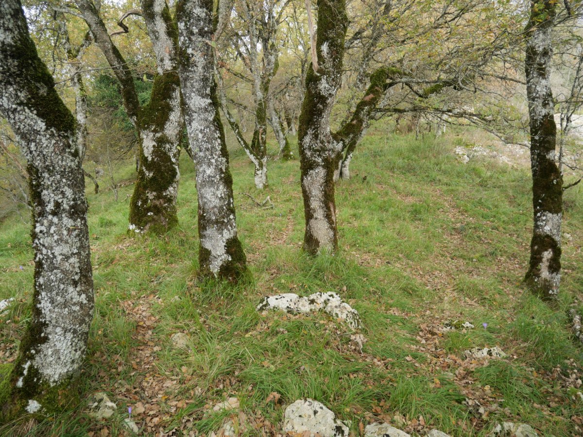 Aiztondo, bizkarraren beste muturrean basoa