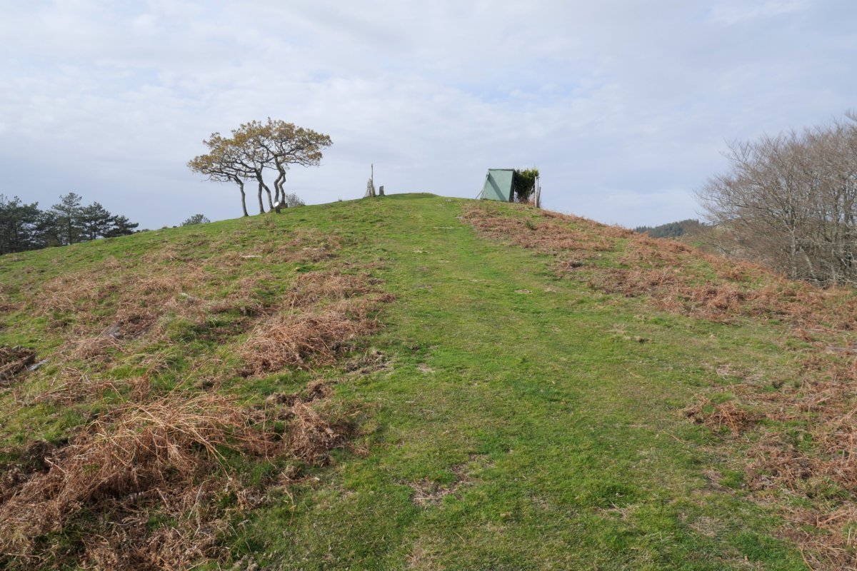 Bidango Gaina tontorra