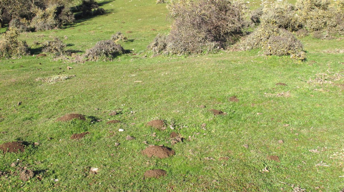 Iguzpegi 6 etxola hondoa, Andia