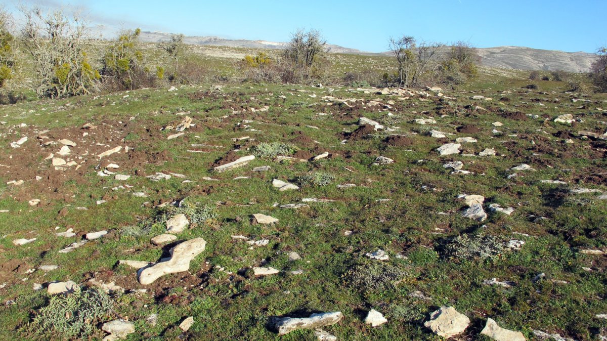 Usaleze 3 tumulua, Andia