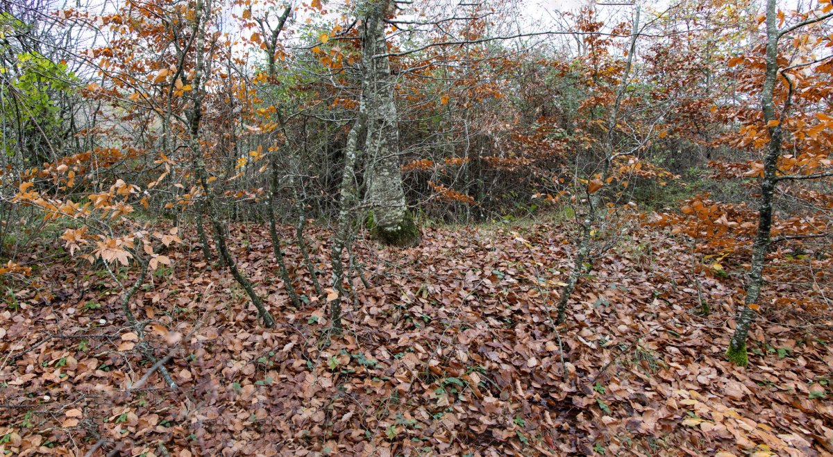 Raso del corral de Marino