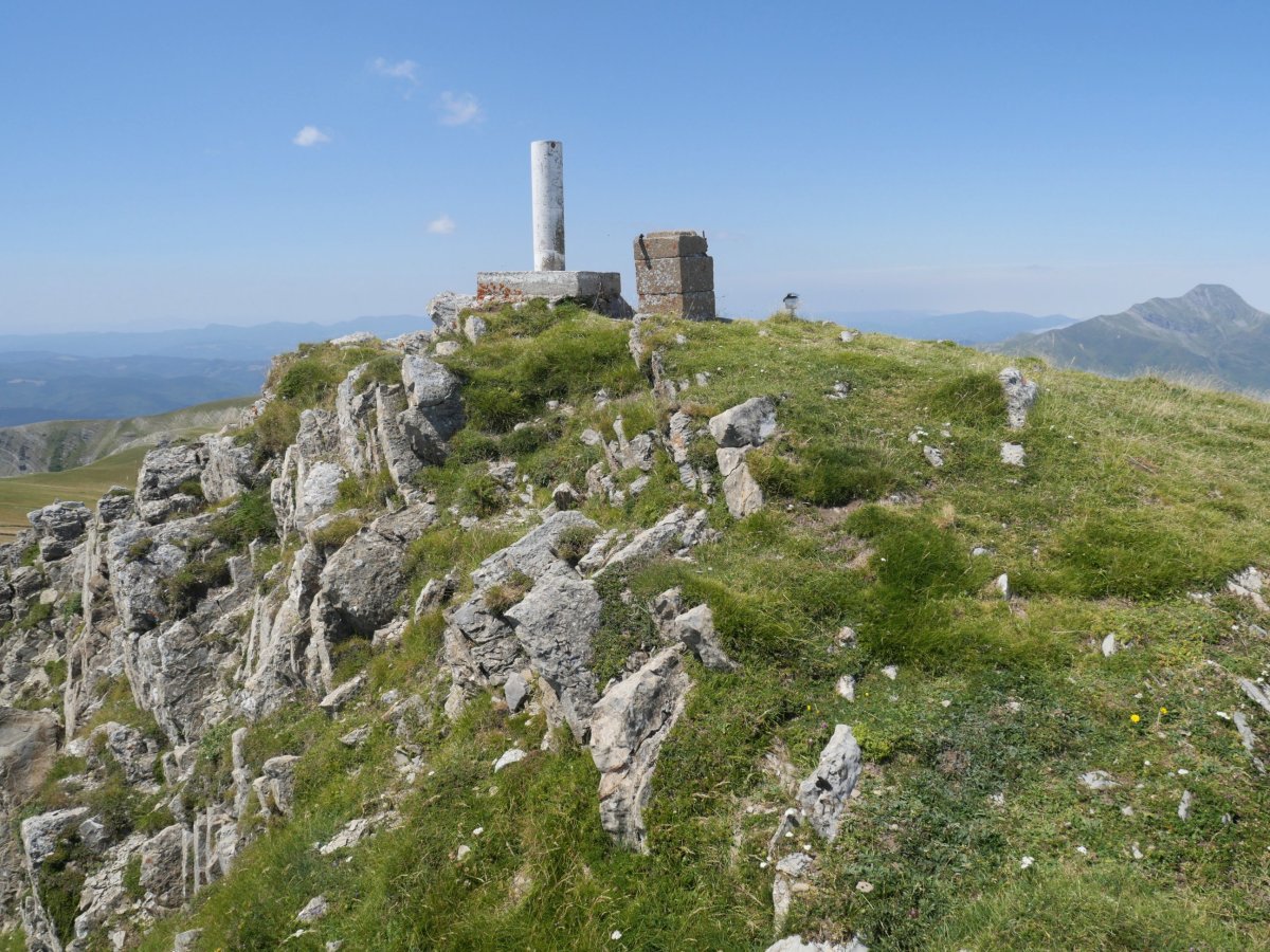 Otsogorrigaina tontorra