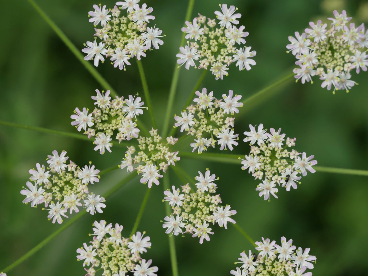 Heracleum sphondylium elegans Harana aldean