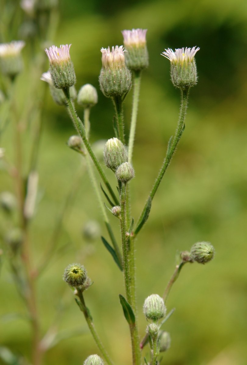 Erigeron acer Urbasan