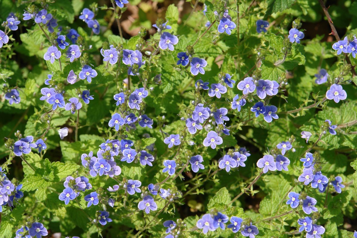 Veronica Chamaedrys