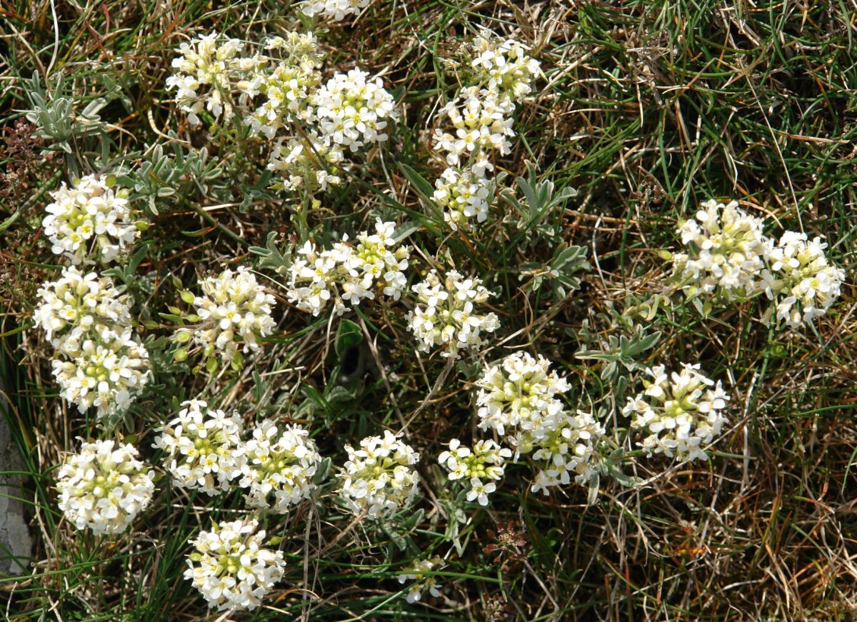 Alyssum lapeyrousianum Etxauri aldean