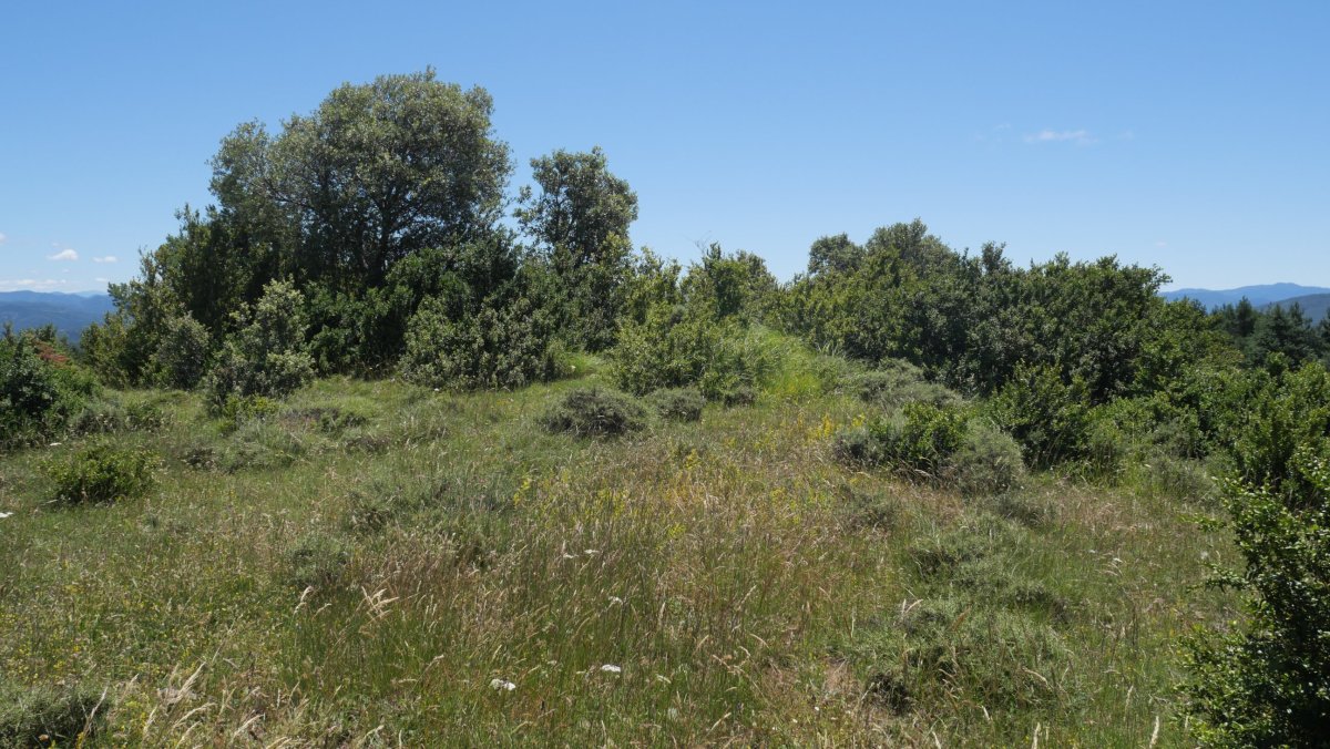 Valdepeña trikuharria 3