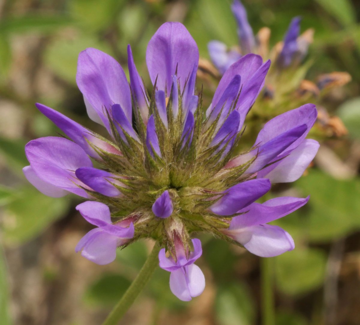 Bituminaria bituminosa Egiarreta aldean