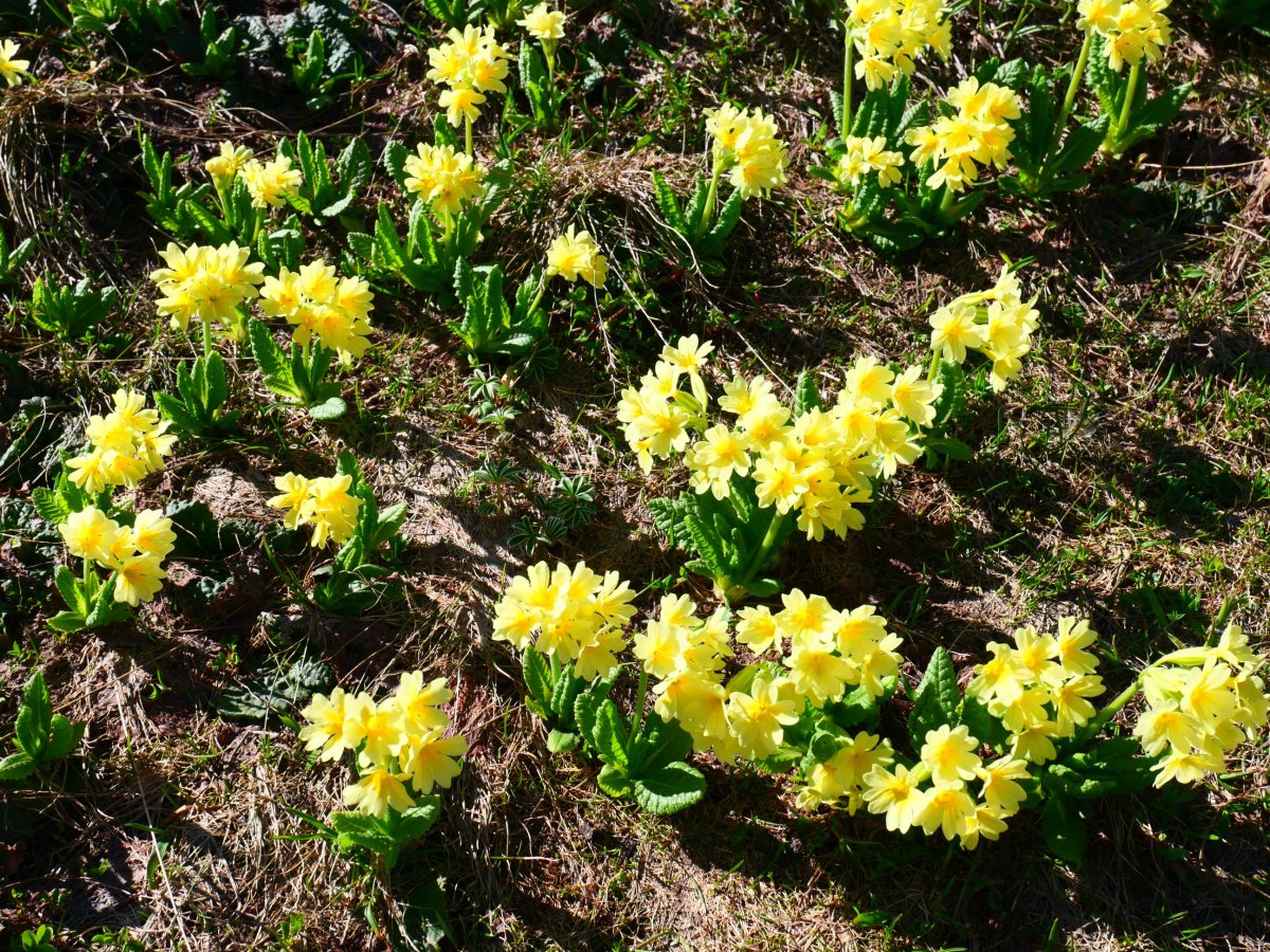 Primula elatior intricata, Estibiella mendatetik gertu