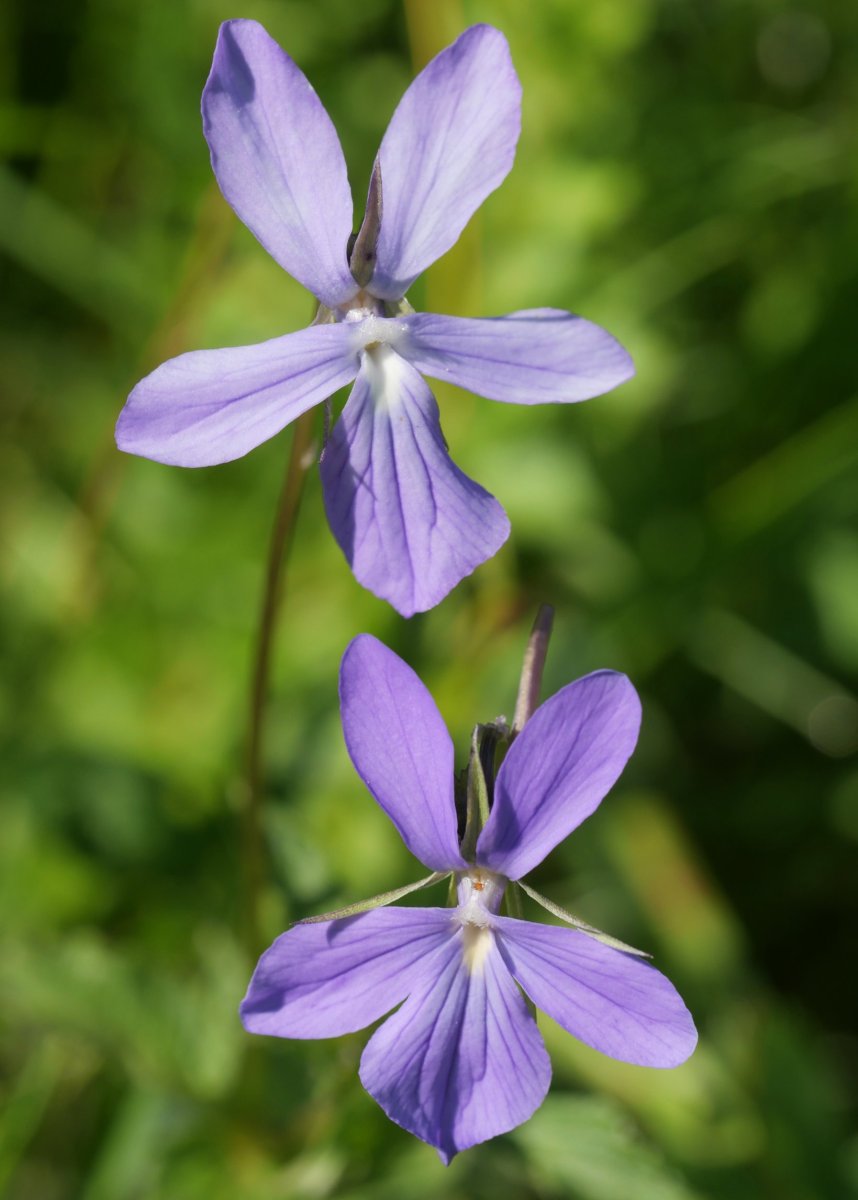 Viola cornuta Lapazarra eta Lazagorria arteko lepoaren inguruan