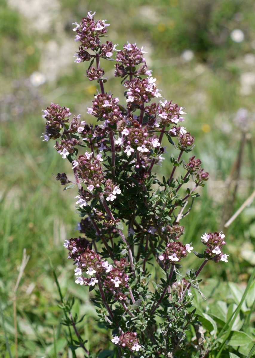Thymus vulgaris Eltxumendi aldean