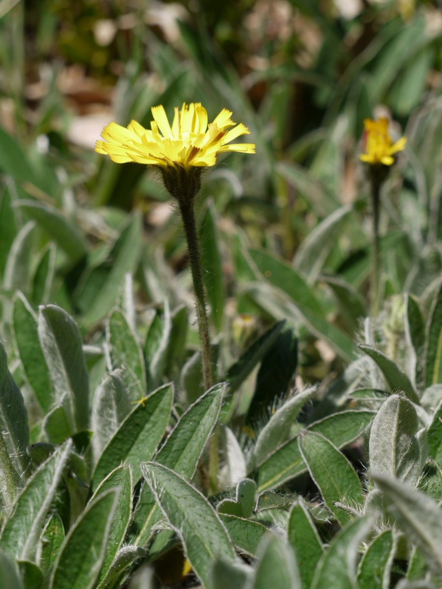 Pilosella peleterana Orba mendian