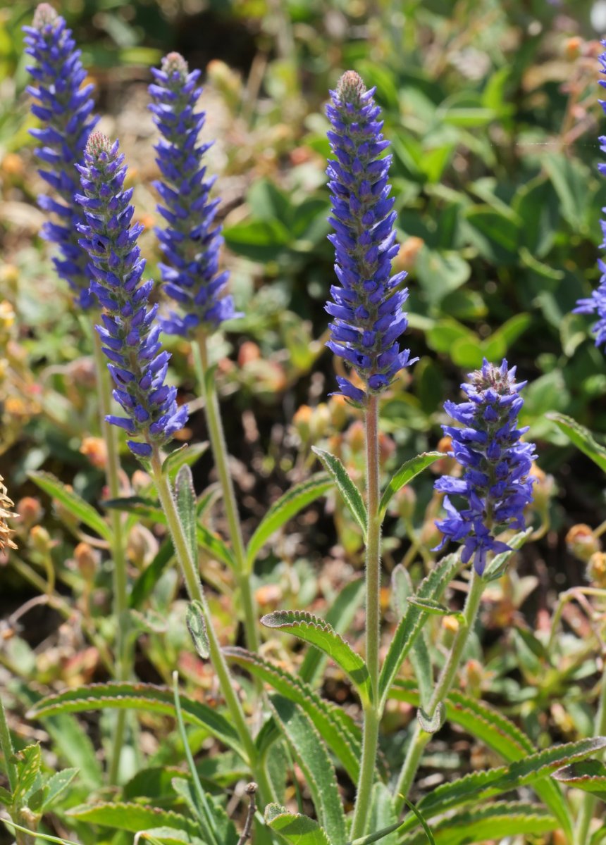 Veronica spicata Lapazarra tontorraren inguruetan