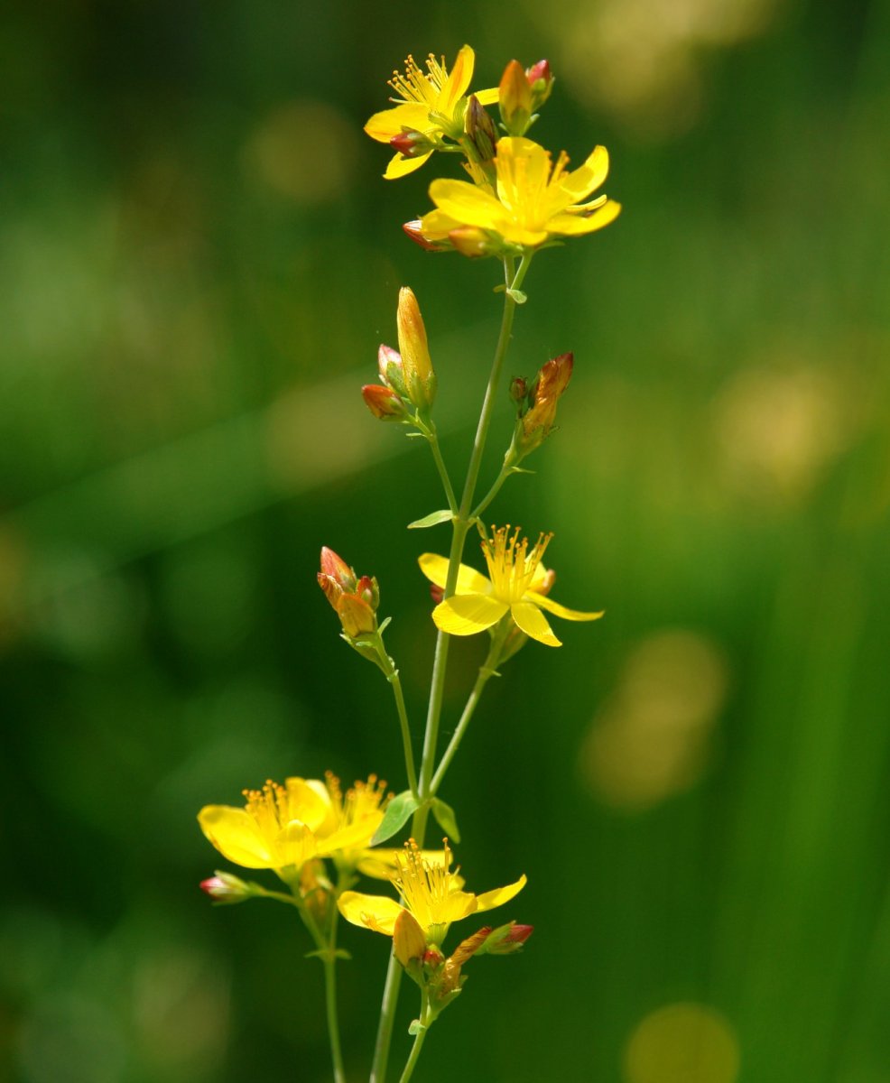 Hypericum pulchrum Arraldegaina mendian