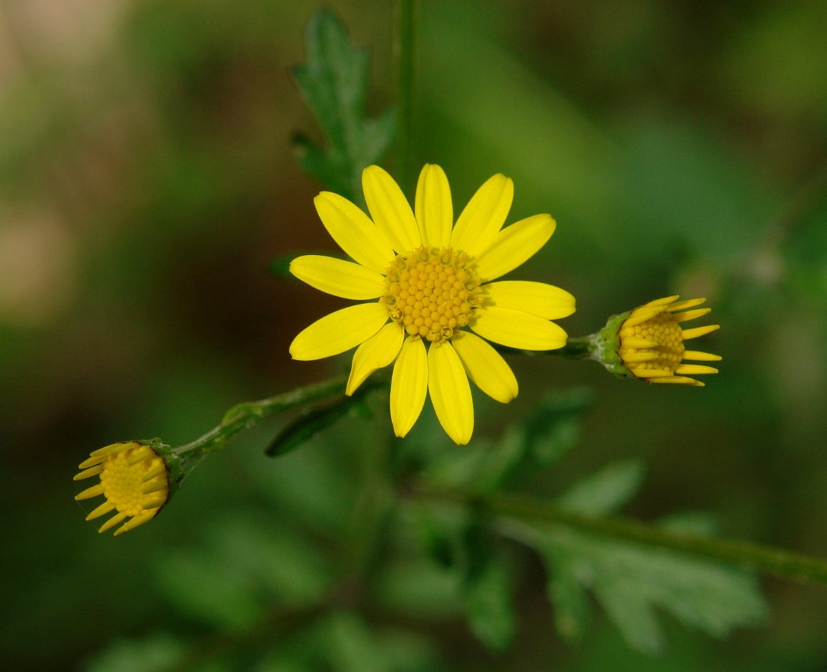 Senecio aquaticus erraticus Orgiko basoan