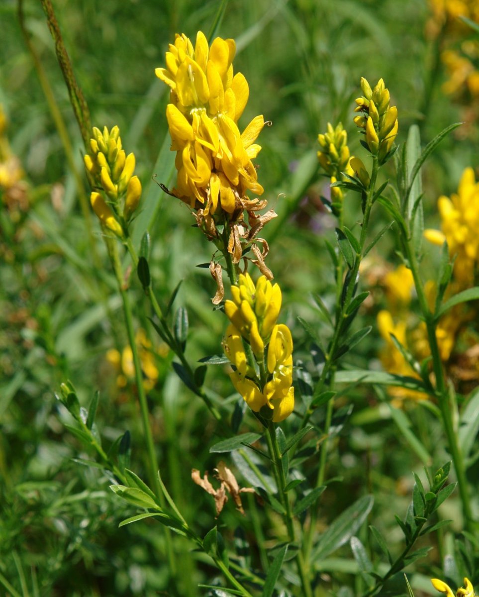 Genista tinctoria Orgiko basoan