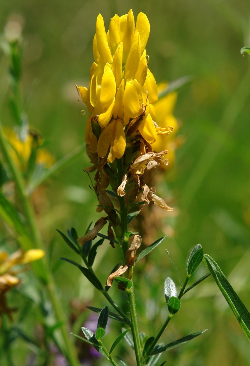 Genista tinctoria Orgiko basoan