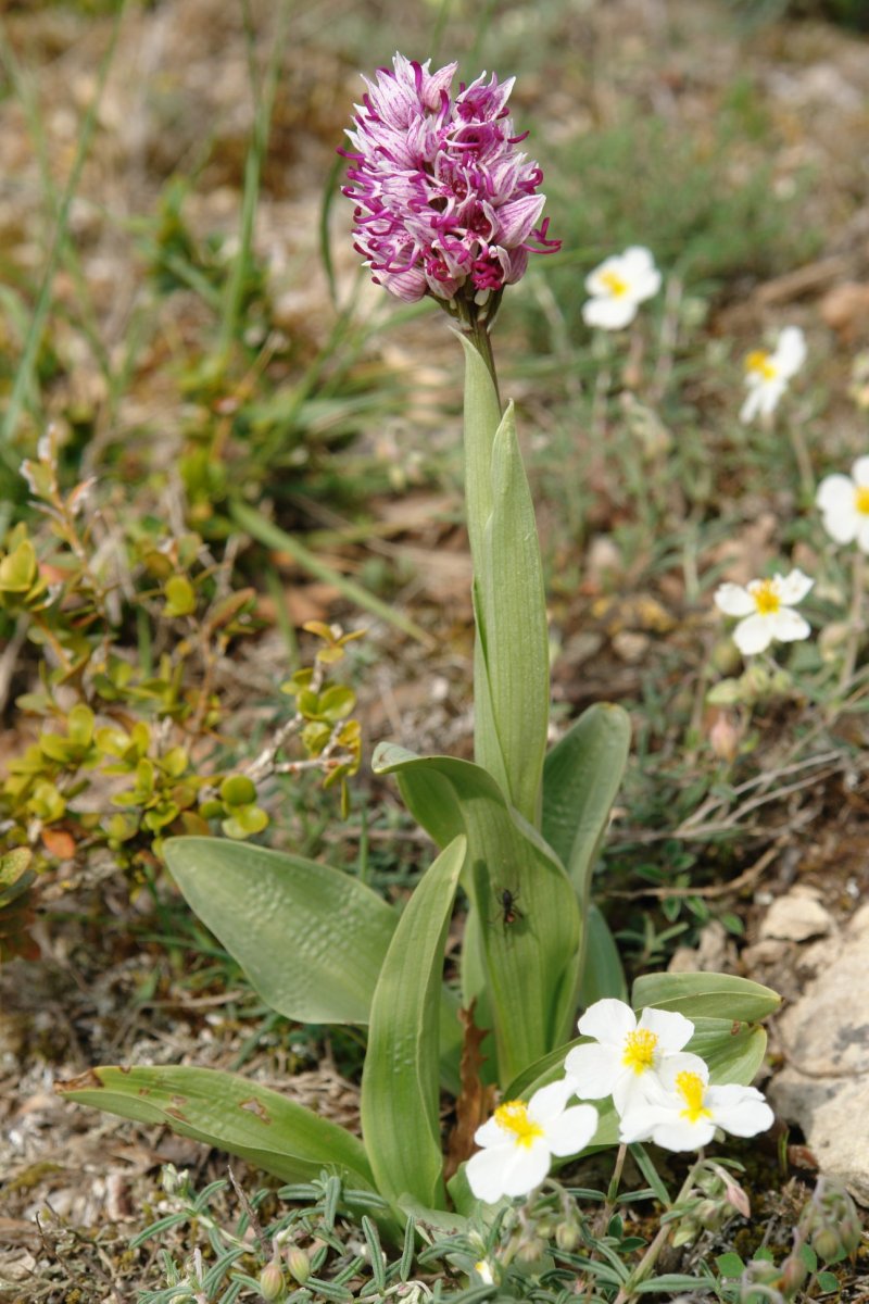 Orchis simia Taxoare mendian