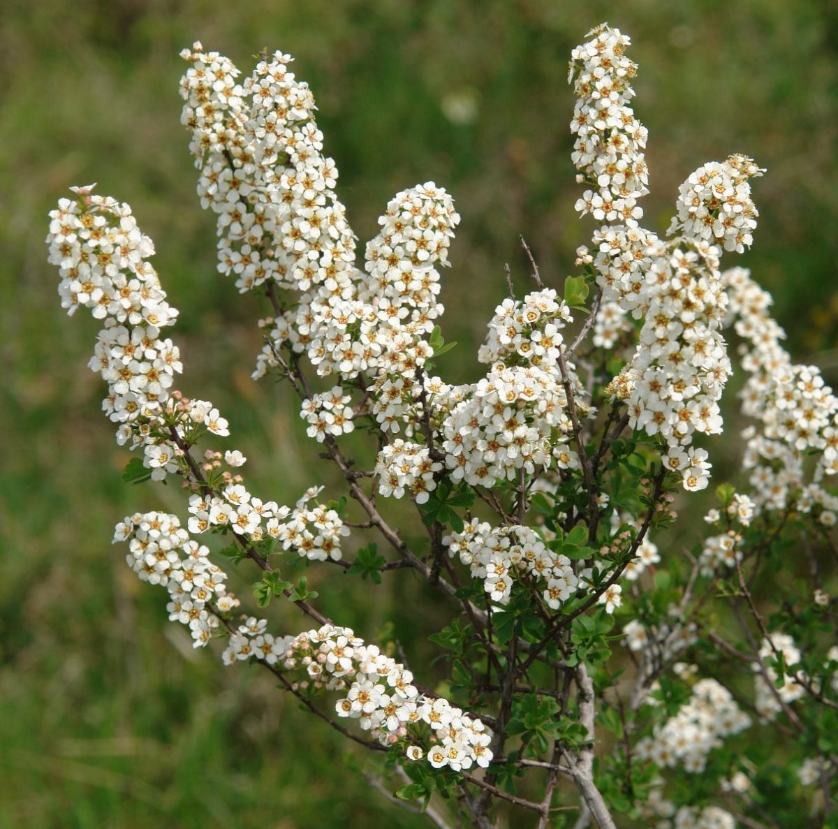 Spiraea hypericifolia Taxoare mendian