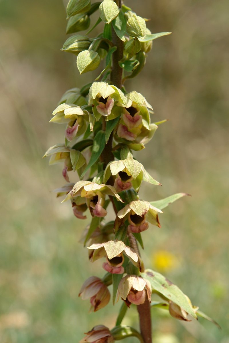 Epipactis helleborine Montejurra mendian
