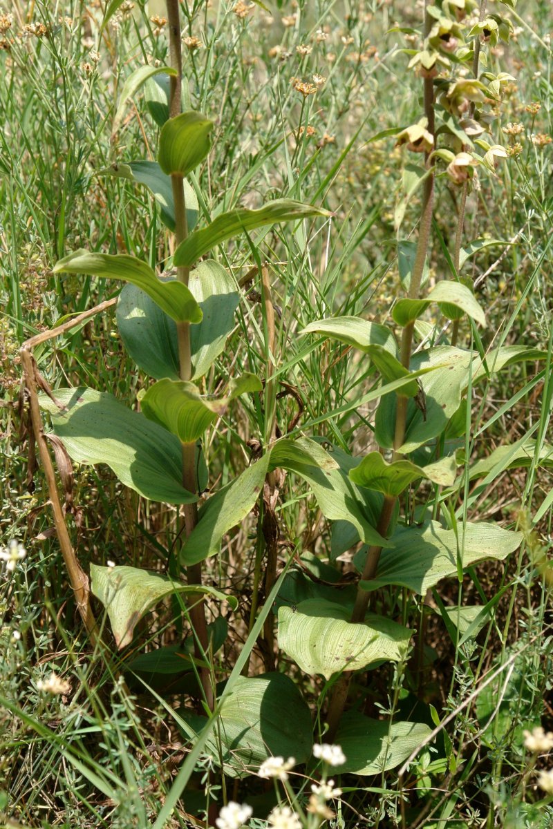 Epipactis helleborine Montejurra mendian