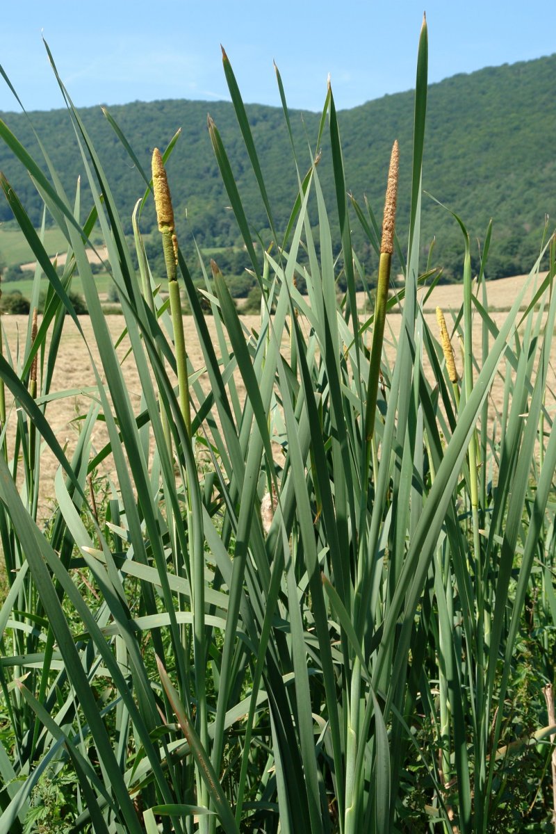 Typha latifolia Lizaso aldean