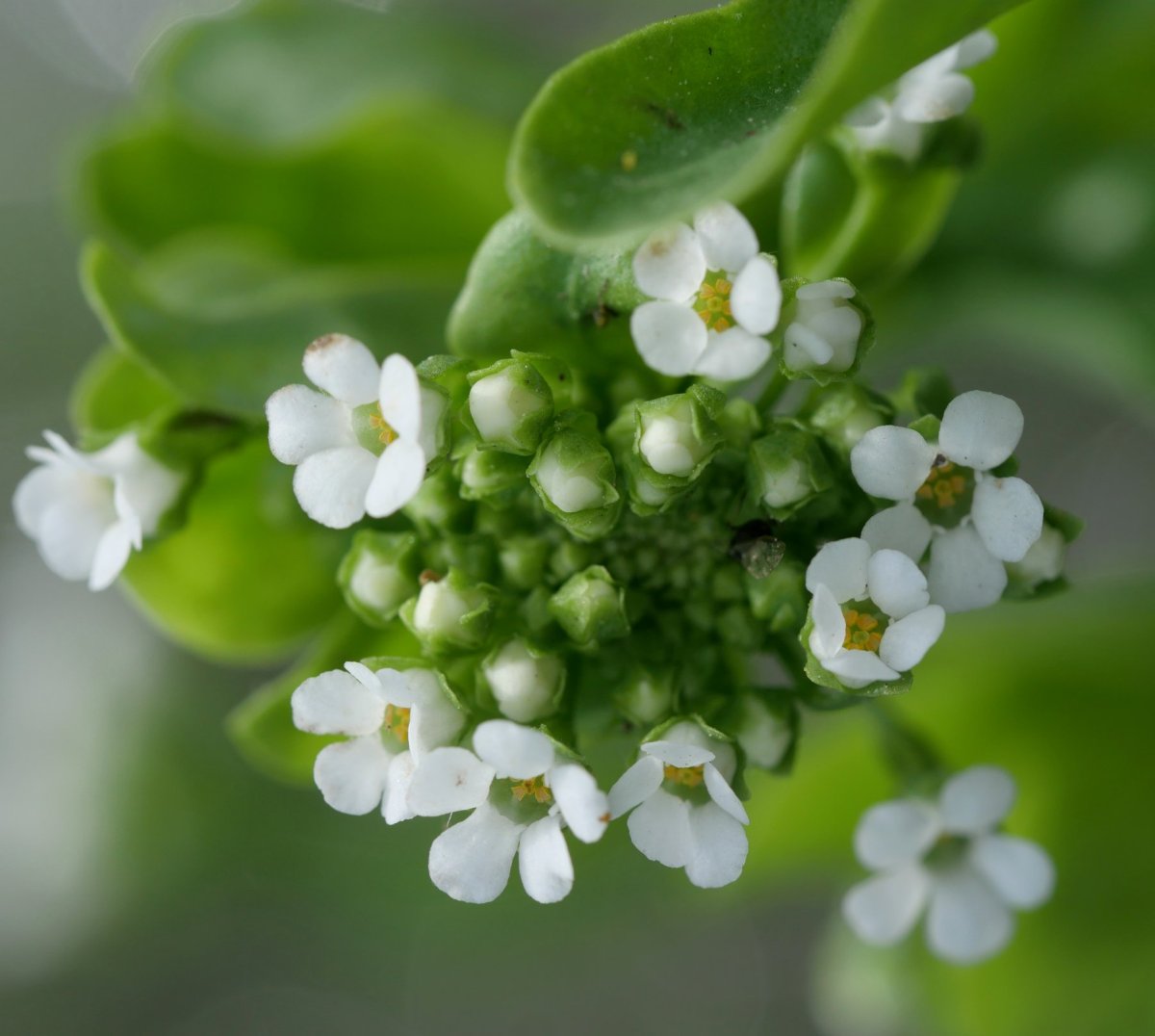 Samolus valerandi Jaizkibelen, itsas aldean