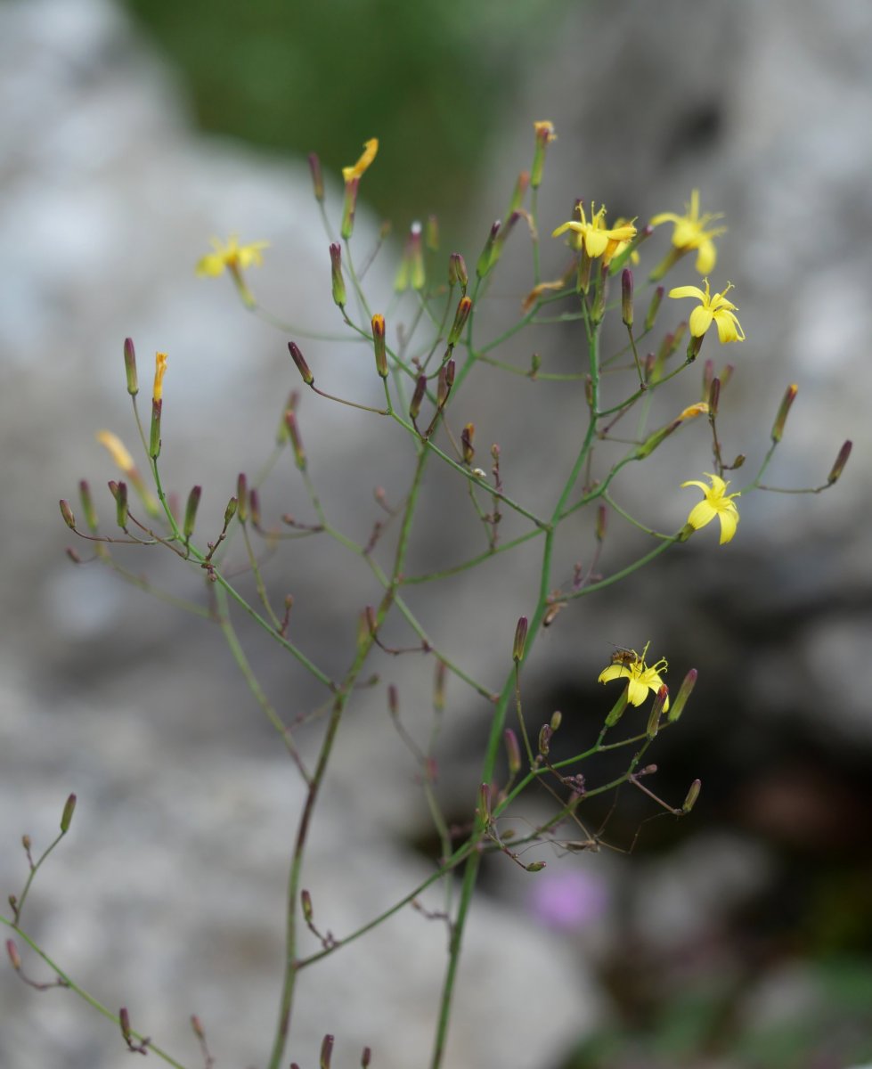 Mycelis muralis Aralarren