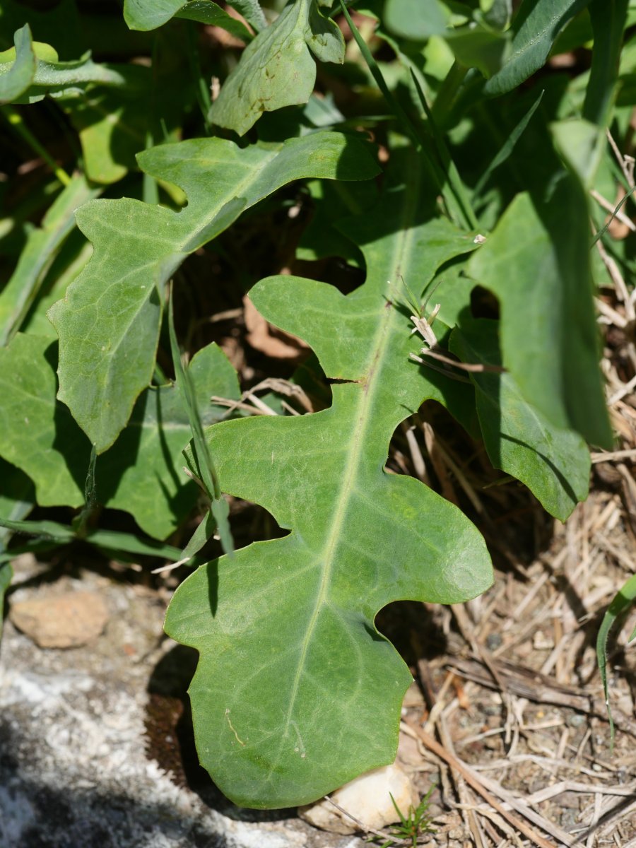 Reichardia picroides