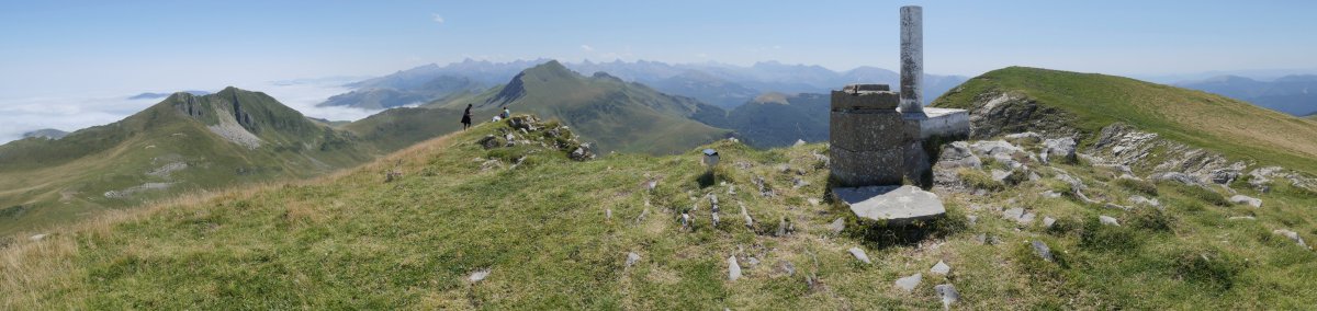 Otsogorrigaina tontorra