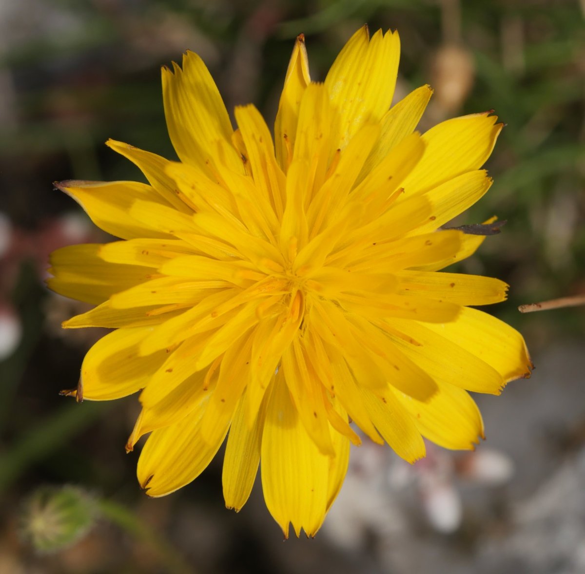 Leontodon taraxacoides taraxacoides Urbasa aldean