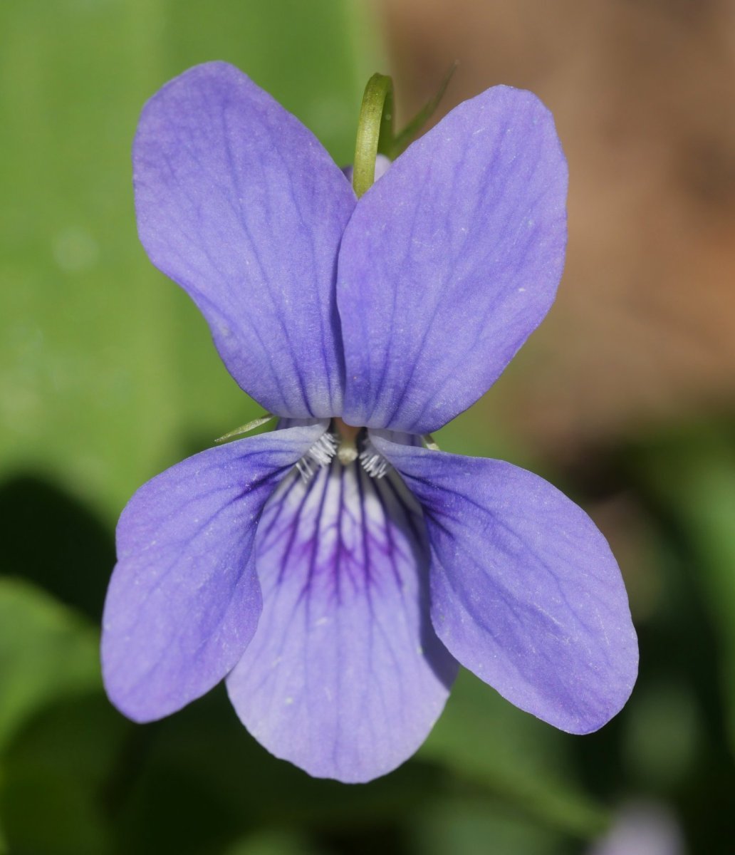 Viola riviniana Arditurrin