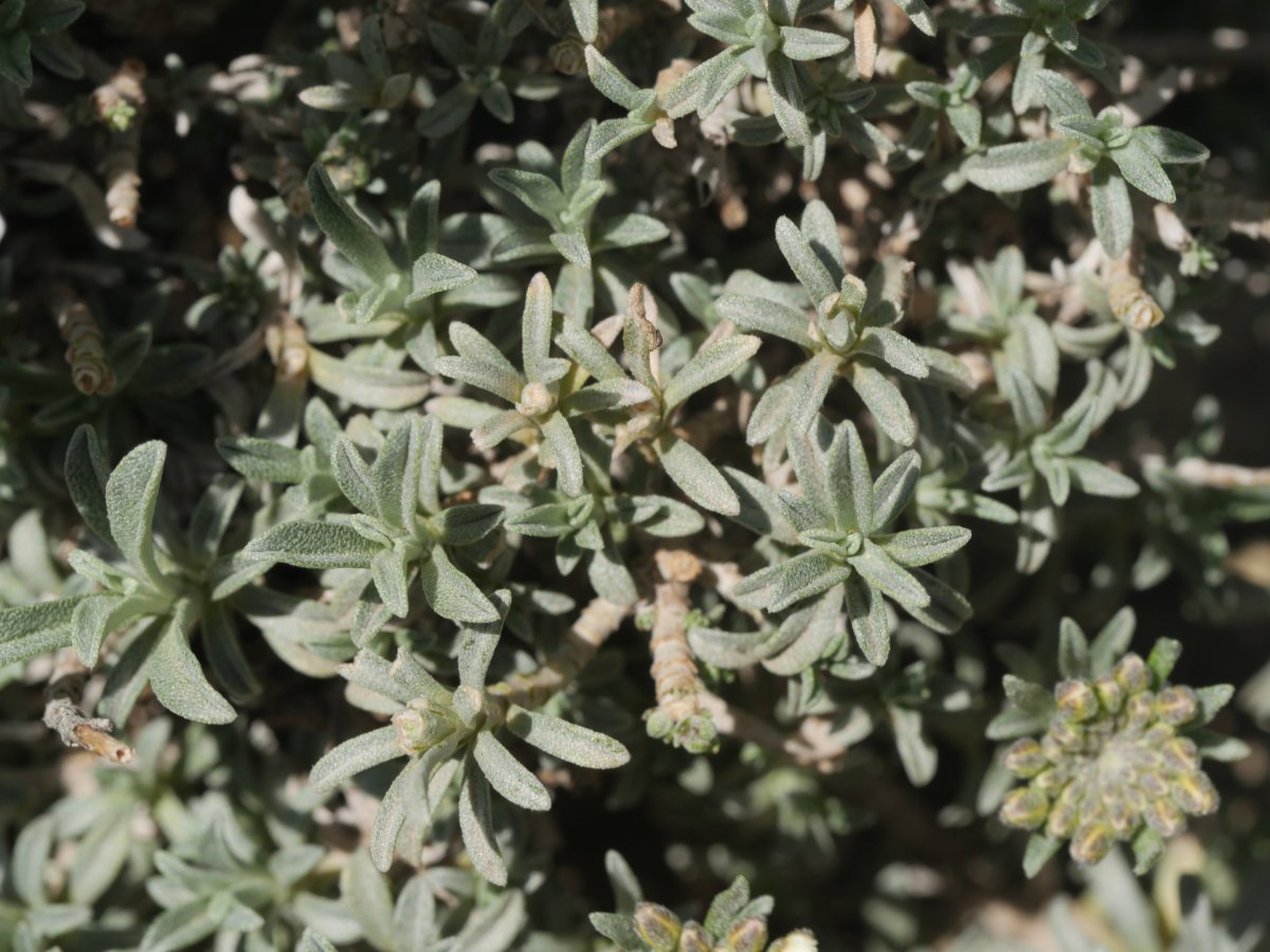 Alyssum lapeyrousianum Etxauri mendian