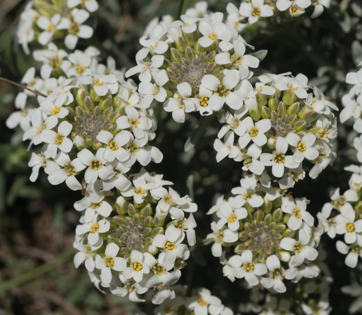 Alyssum lapeyrousianum