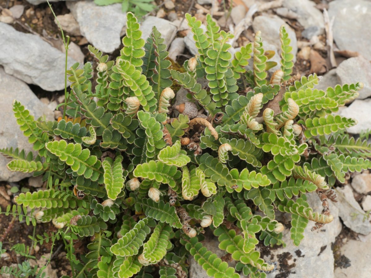 Asplenium ceterach, Etxauri aldean