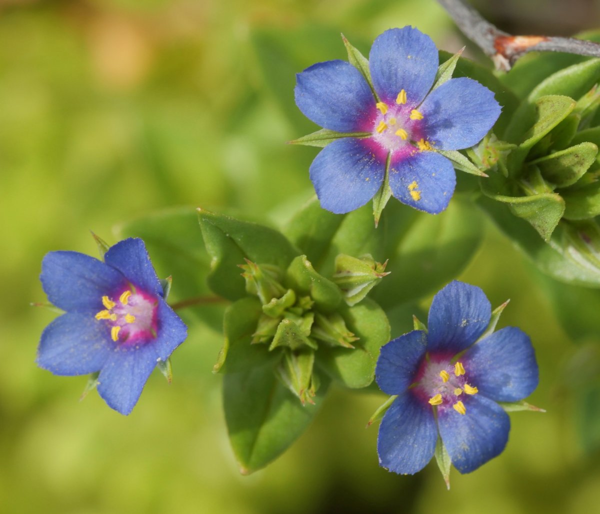 Anagallis foemina, Etxauri aldean