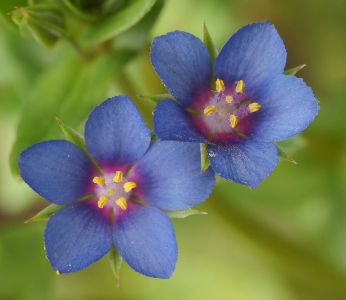 Anagallis foemina, Etxauri aldean