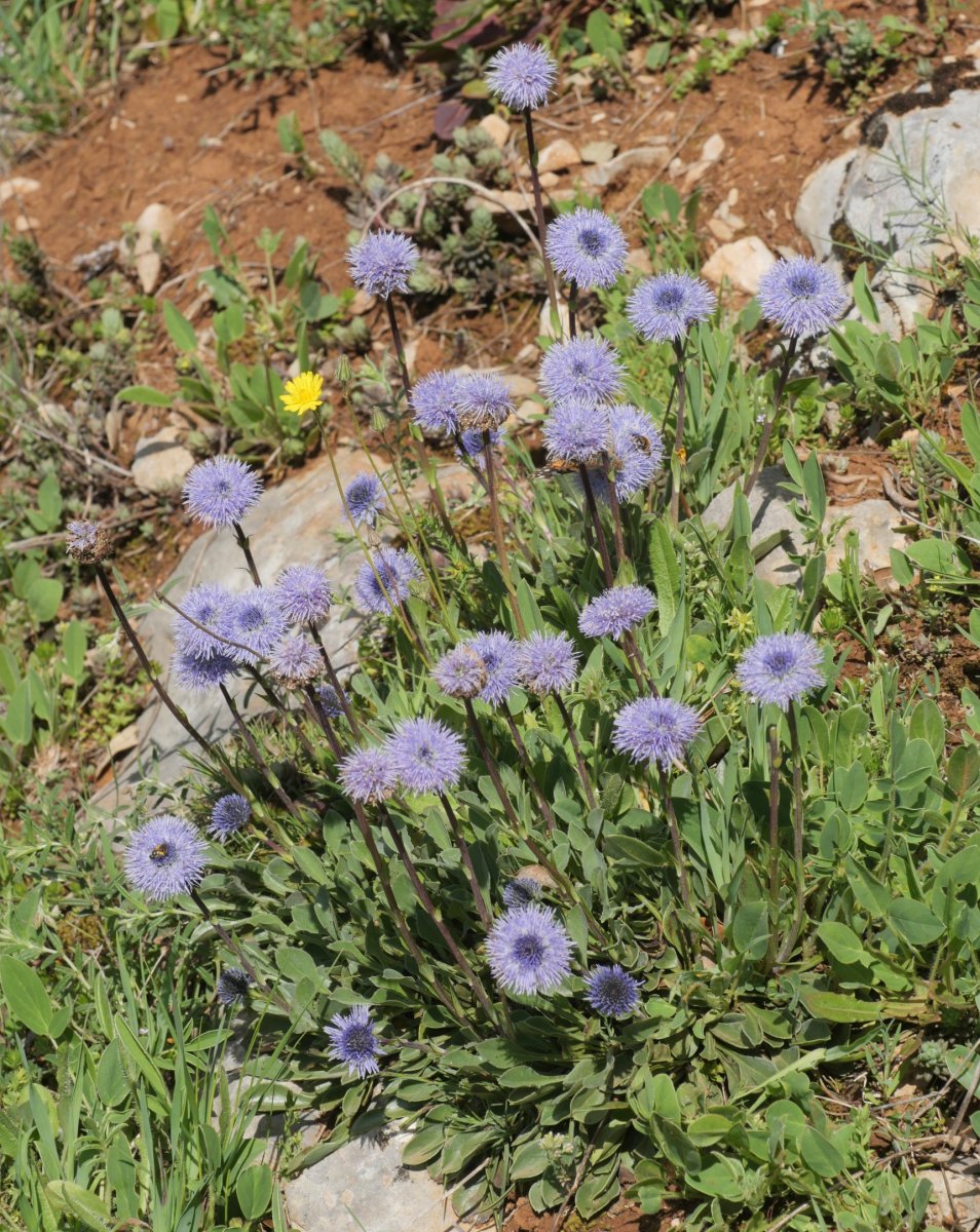 Globularia vulgaris, Etxauri mendian