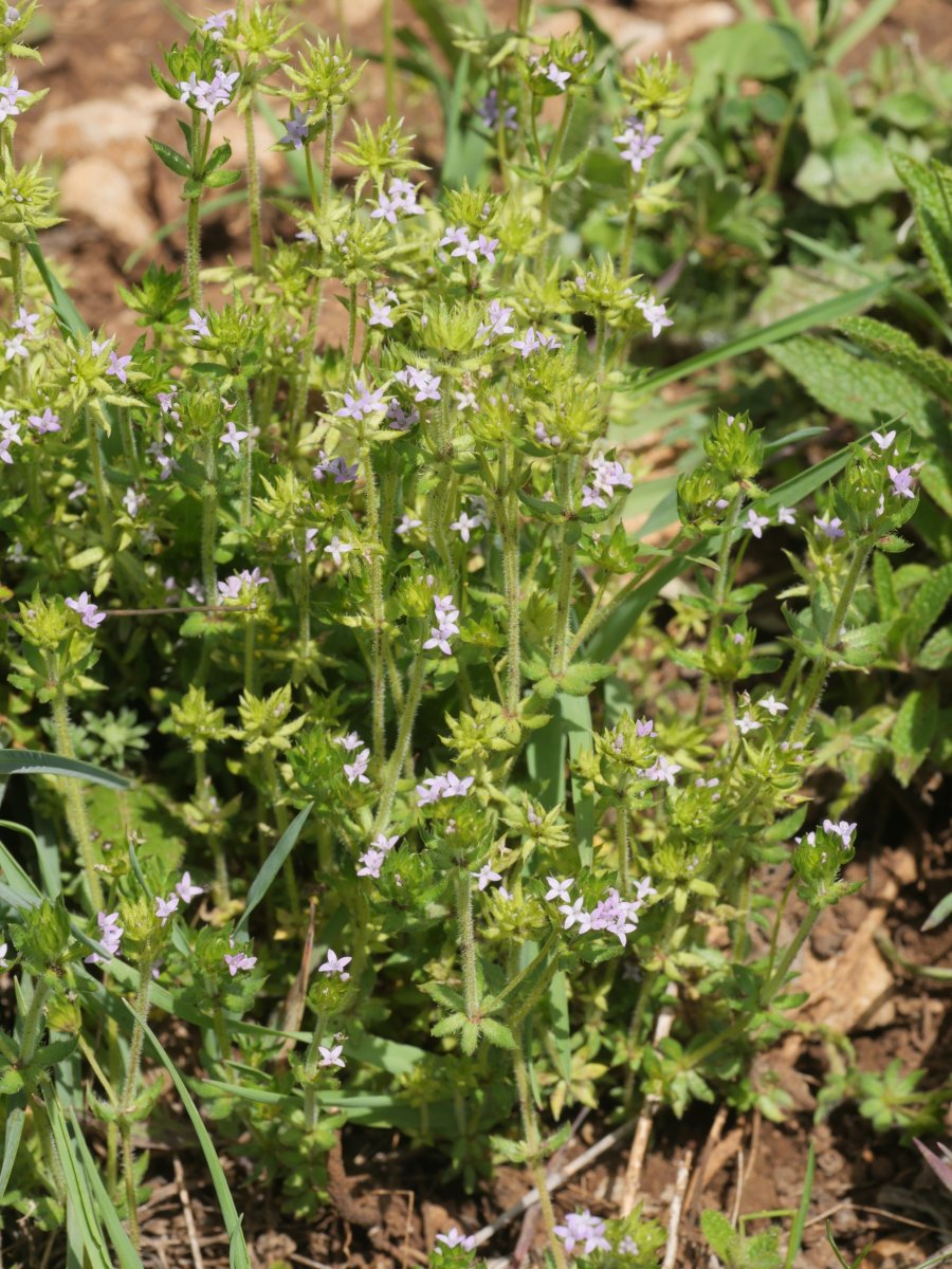 Sherardia arvensis Etxauri mendian