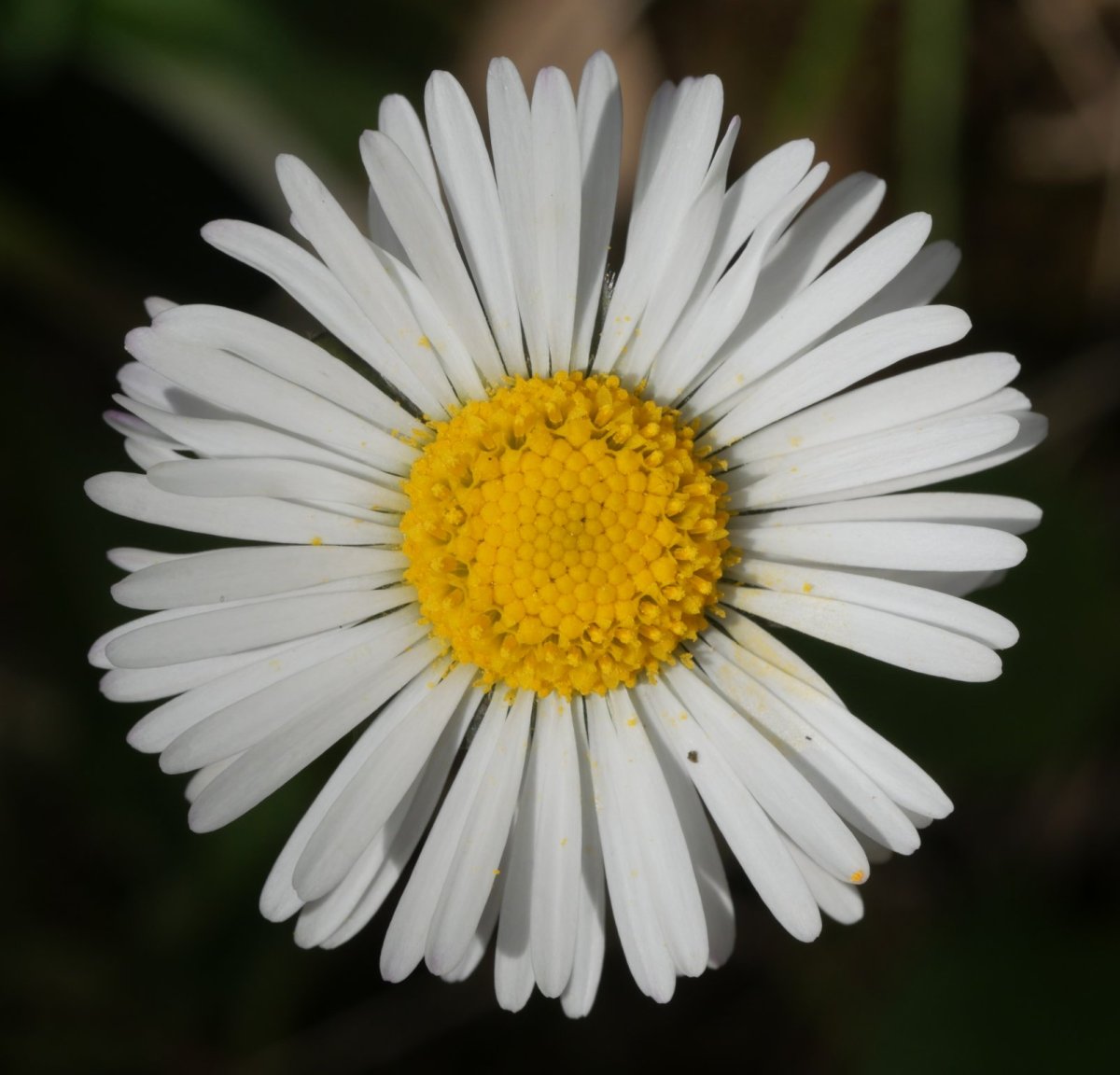 Bellis sylvestris Etxauri mendian