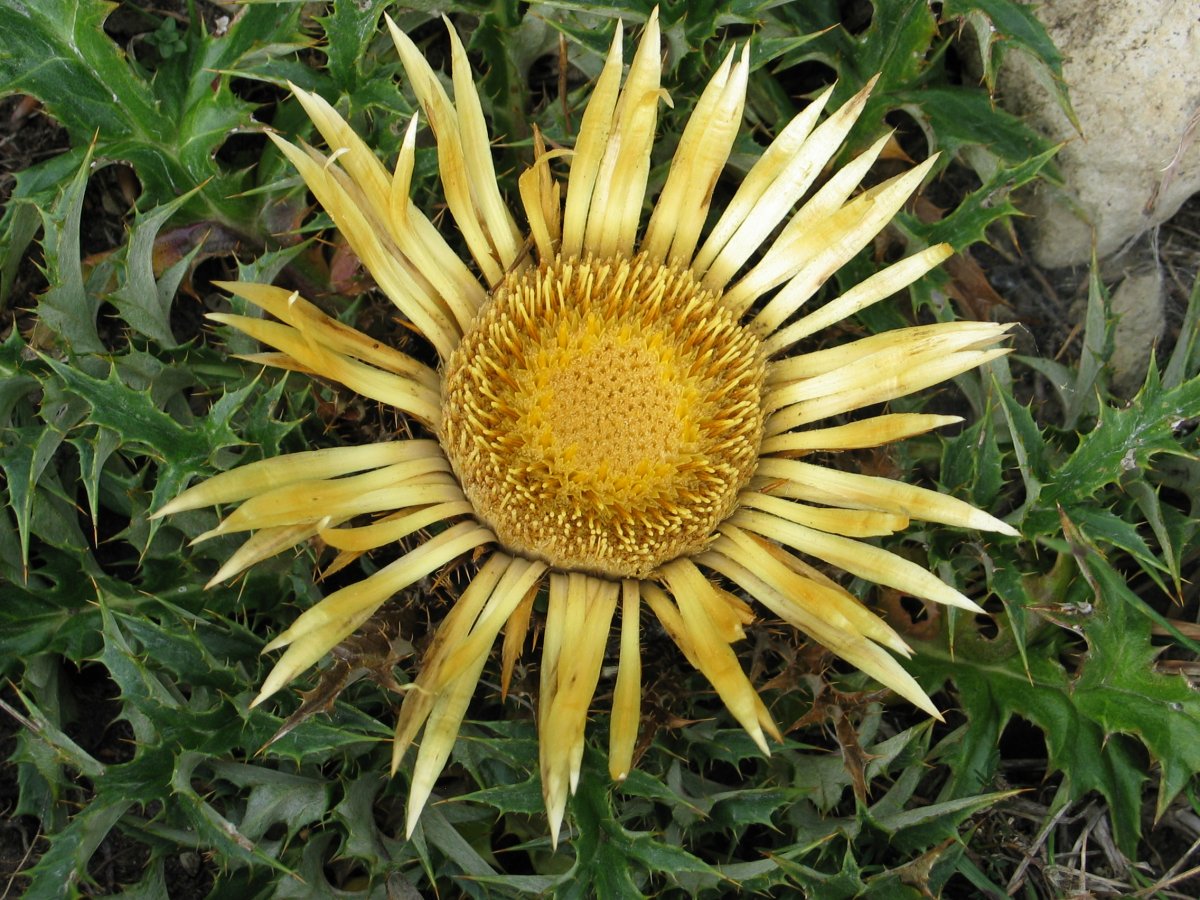 Ekilorea Urrutxaga gainean