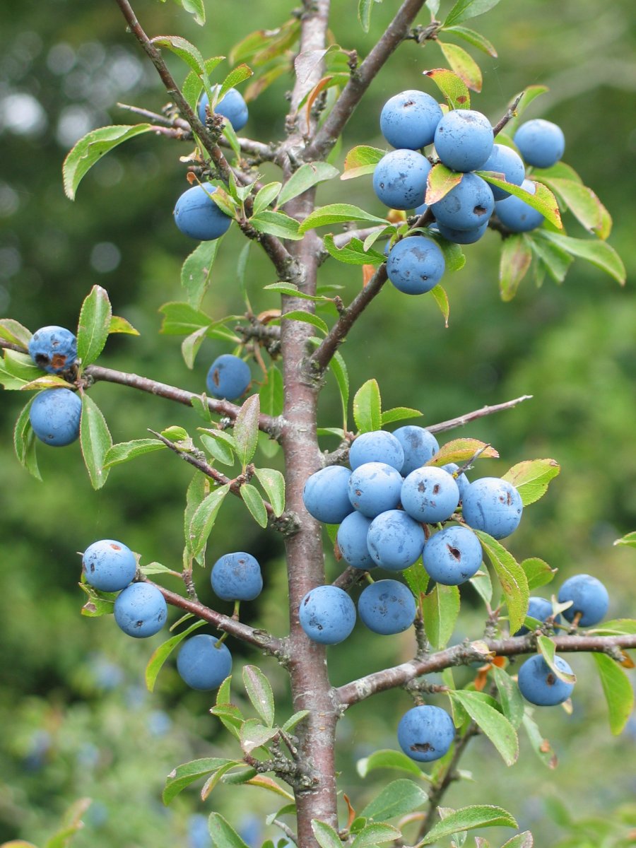 Basarana, Larunbe aldean