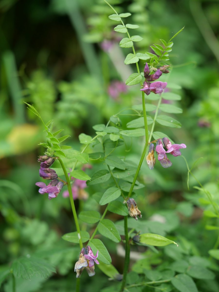 Vicia sepium Landarbaso aldean