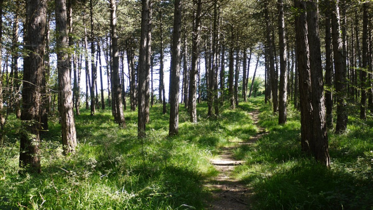 Hegoaldeko bizkarreko bidea pinudian barrena