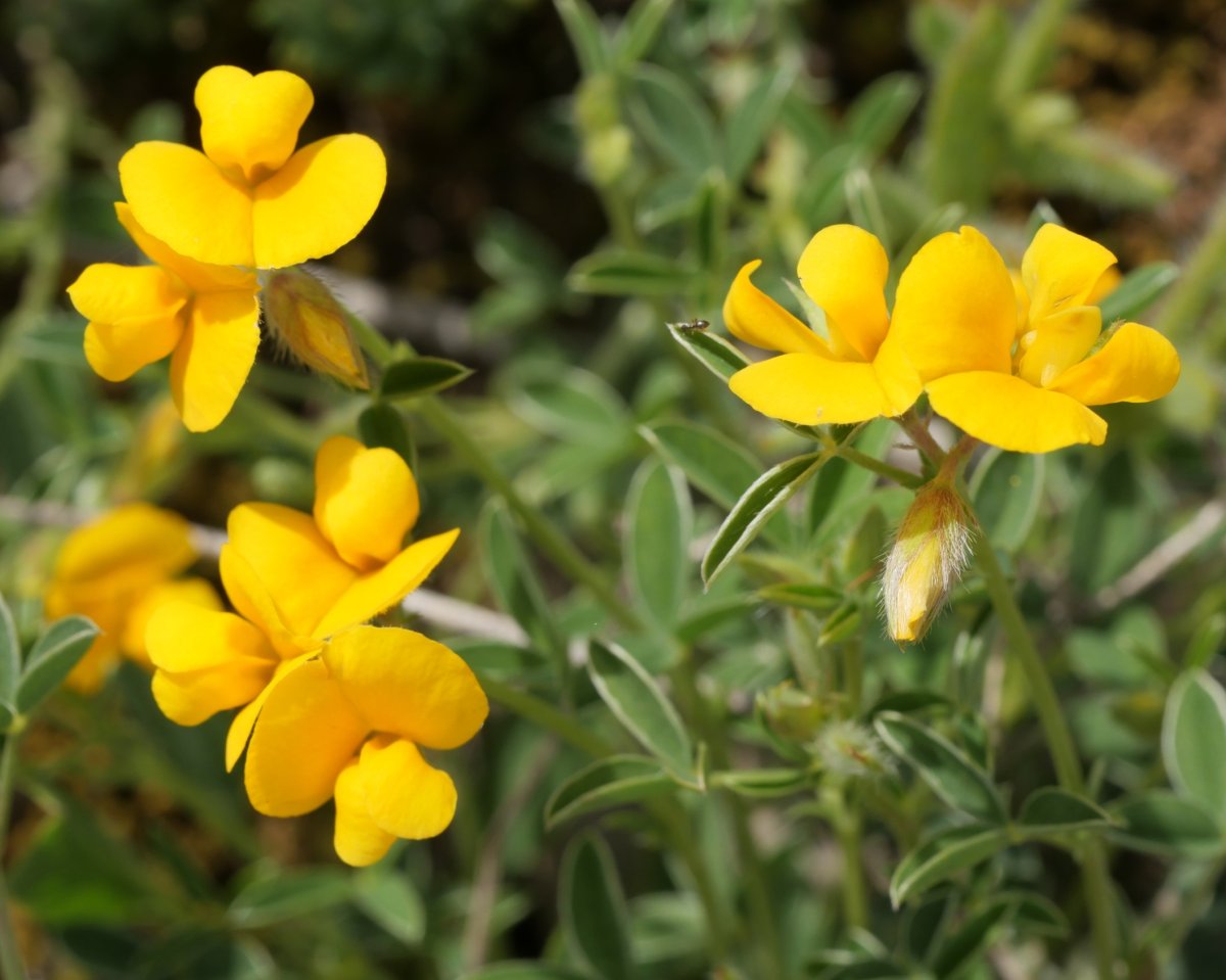 Argyrolobium zanonii Etxauri aldean